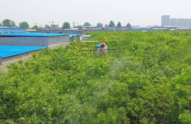 園林利用植保無人機(jī)從空中進(jìn)行噴藥。