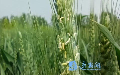 2022小麥無(wú)人機(jī)噴灑農(nóng)藥價(jià)格（小麥無(wú)人機(jī)打藥價(jià)格表）