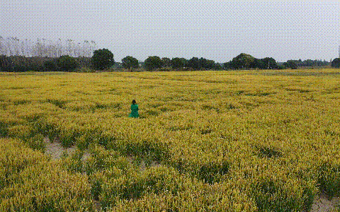無(wú)人機(jī)拍花海怎么拍（無(wú)人機(jī)航拍油菜花/稻田/田野的拍攝方式大全）